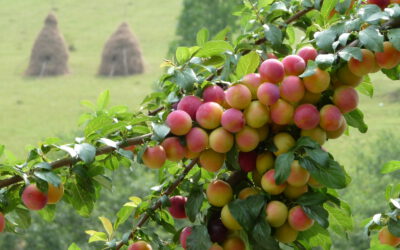 ARCOE est signataire de la charte d’engagement des bureaux d’études dans le domaine de l’évaluation environnementale